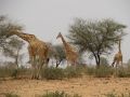 02 le troupeau de girafes
